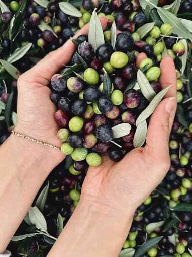 Slovenian olive groves