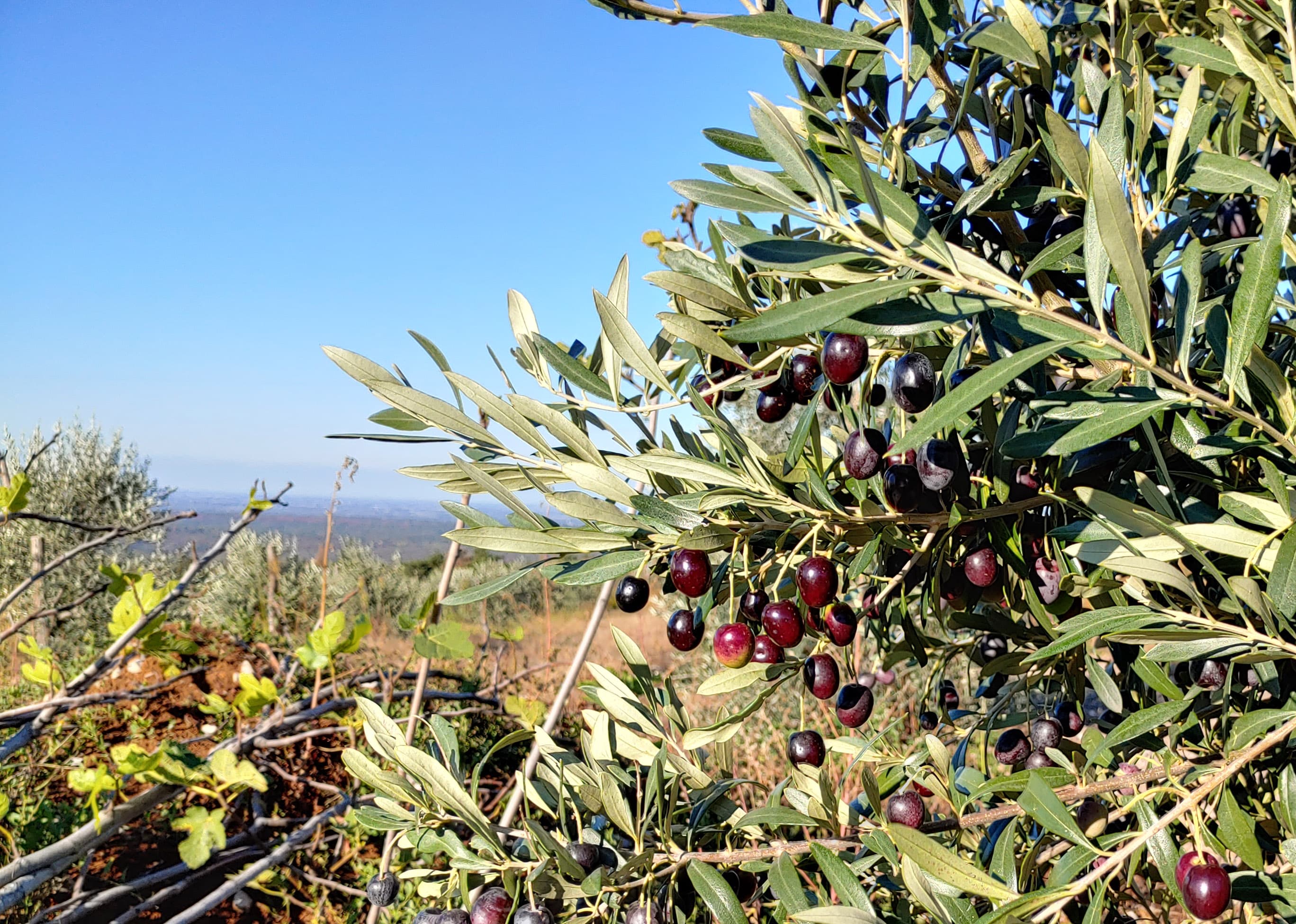 Najsevernejši Mediteran