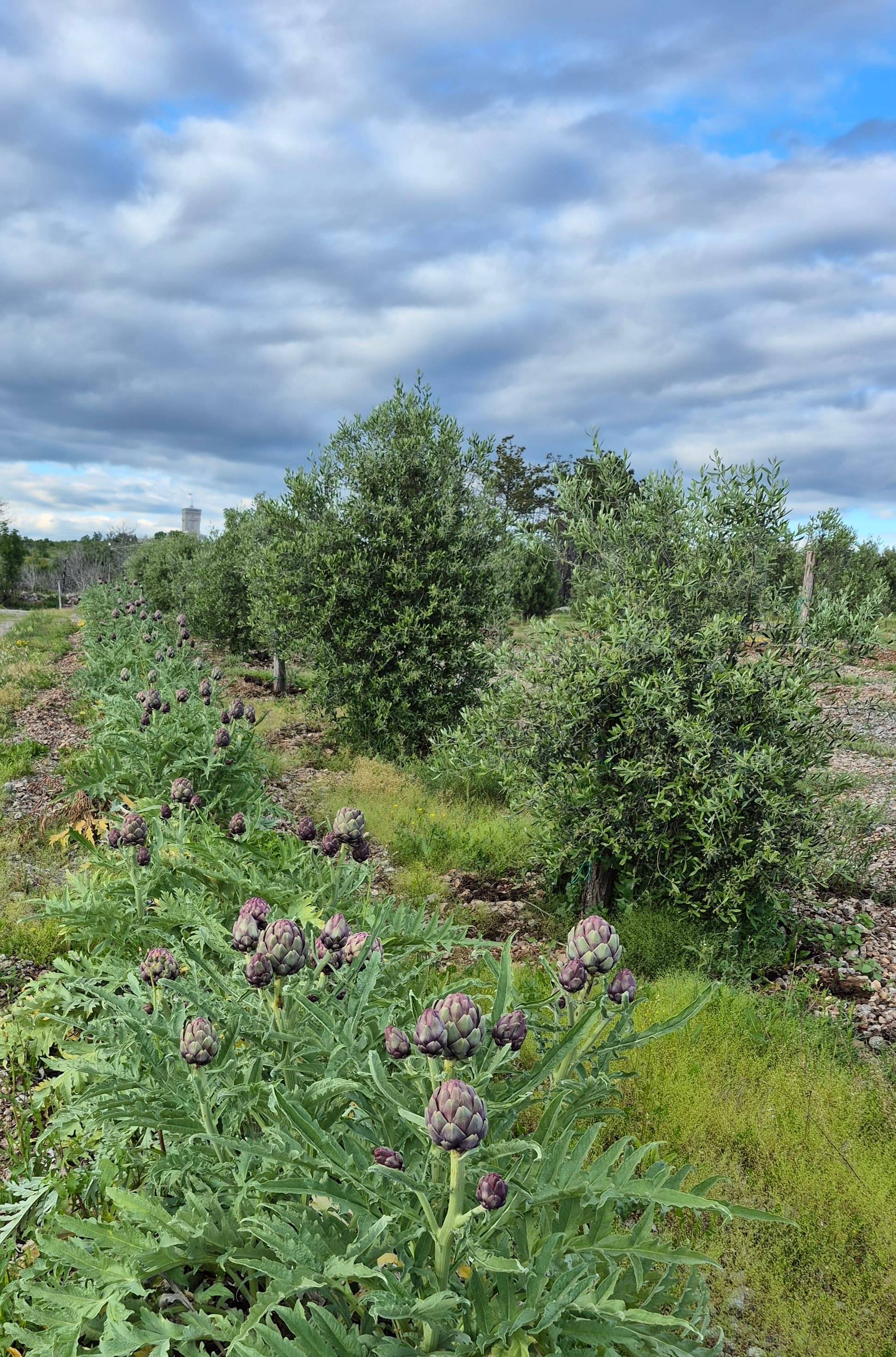 Posebna Mirko-lokacija