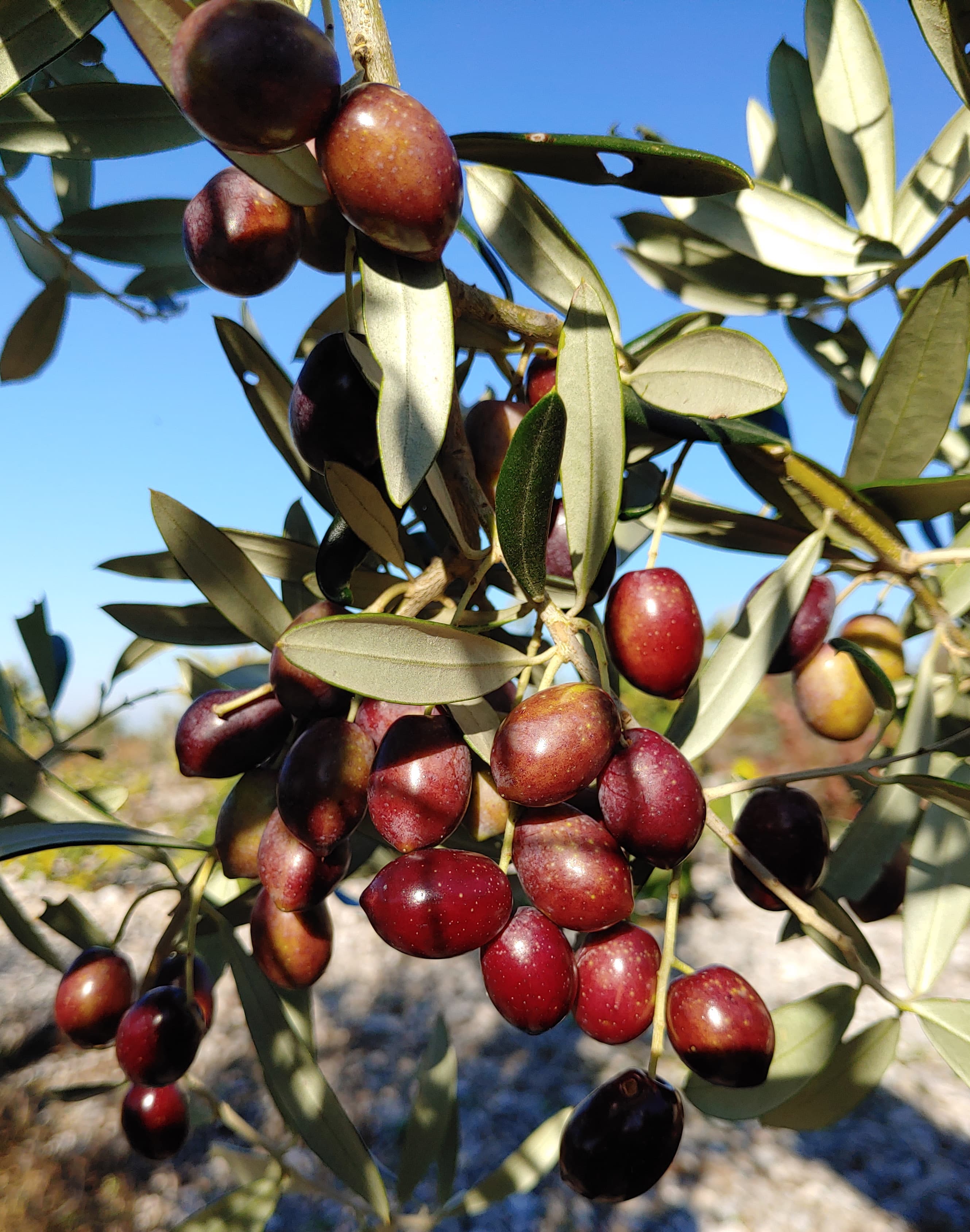 Terra Rossa vertical image
