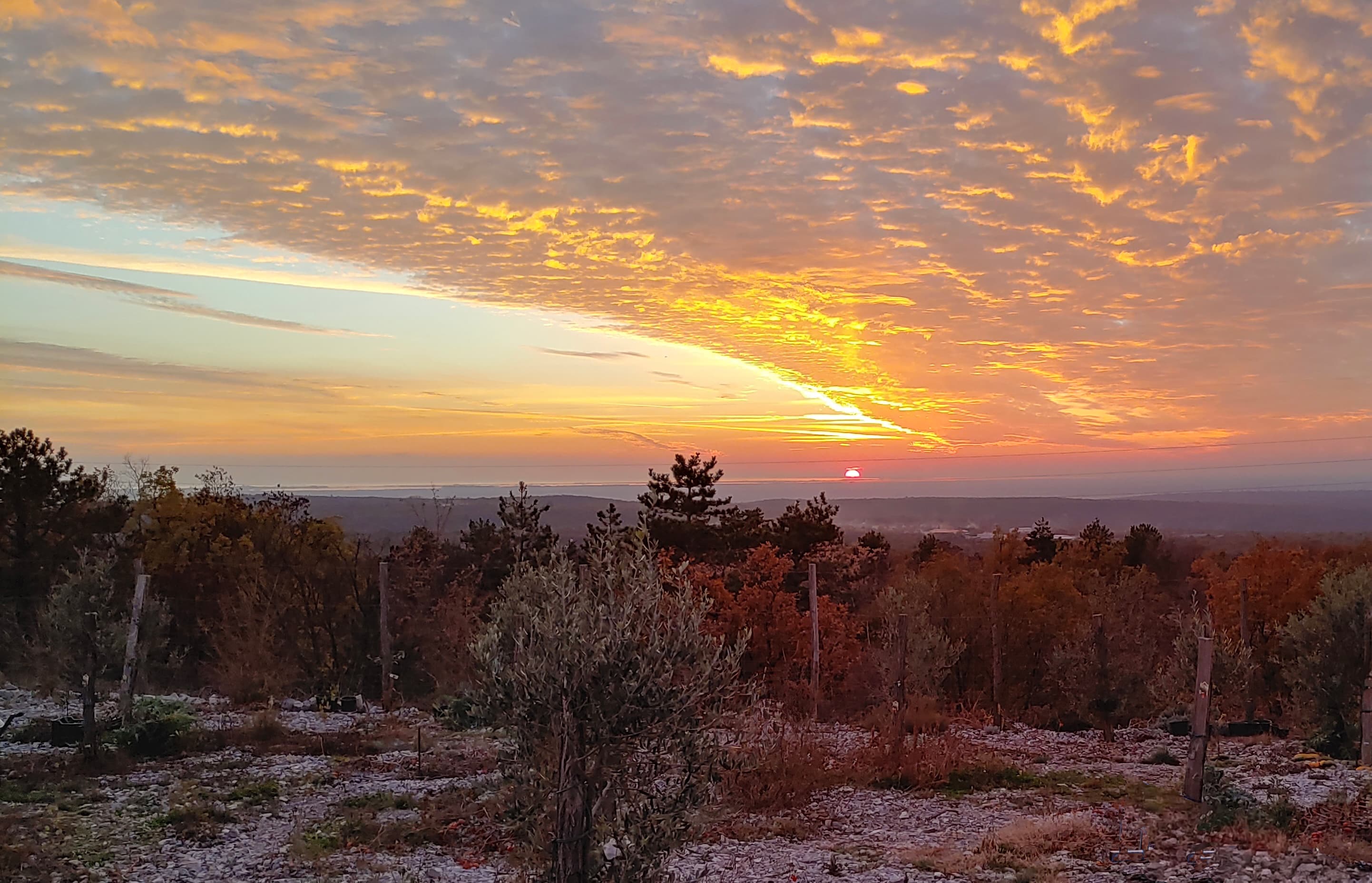 Close up of fresh green olives on a branch